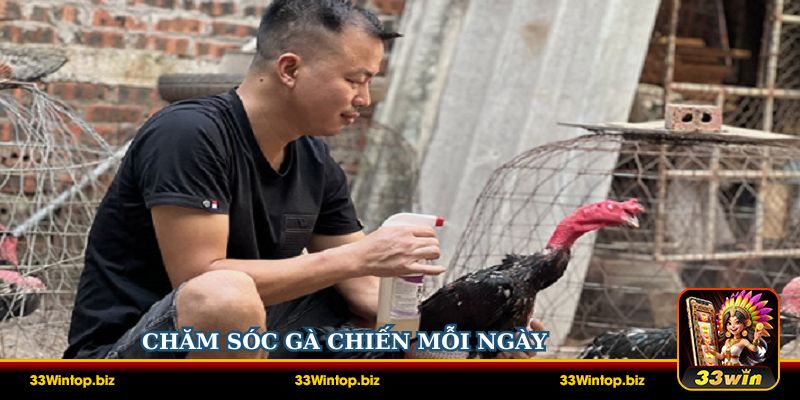 Chăm sóc gà chiến mỗi ngày