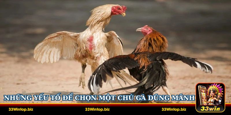 Những yếu tố để chọn được một chú gà dũng mãnh