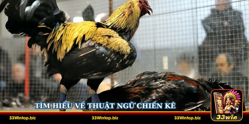 Tìm hiểu về thuật ngữ chiến kê