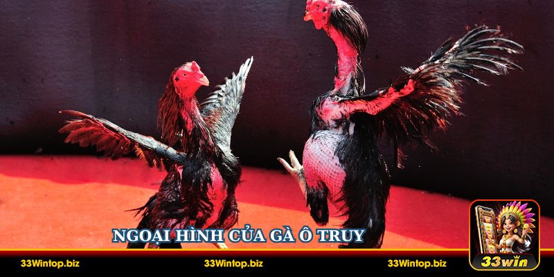 Ngoại hình của Gà Ô Truy