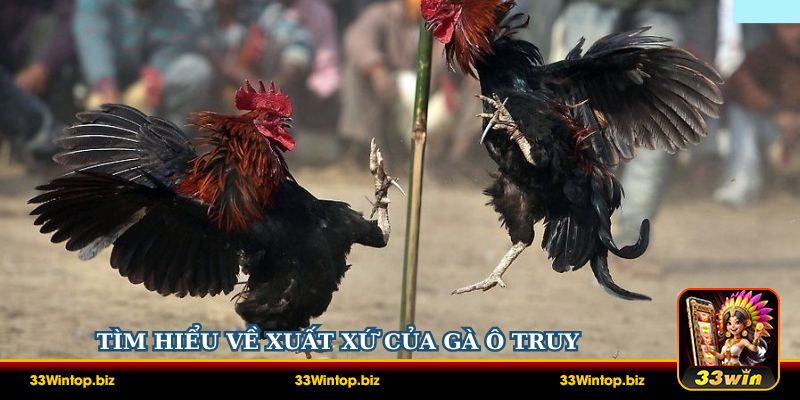 Tìm hiểu về xuất xứ của Gà Ô Truy