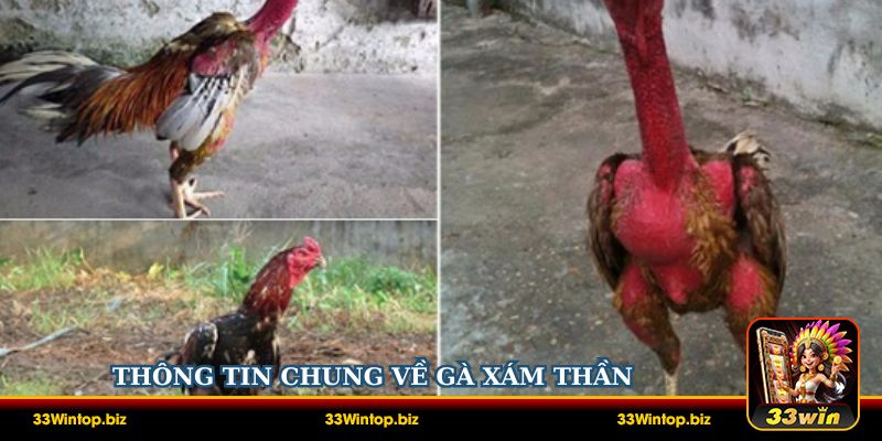 Thông tin chung về Gà Xám Thần